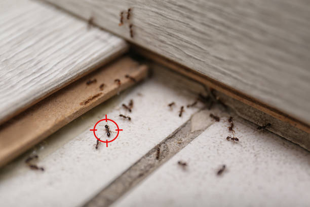 Best Affordable Pest Control Services  in South Amherst, OH