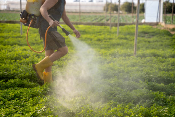 Best Wasp Removal Services  in South Amherst, OH